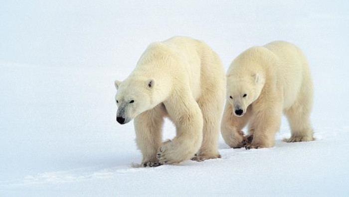 蓬萊海洋極地世界 蓬萊海洋極地世界