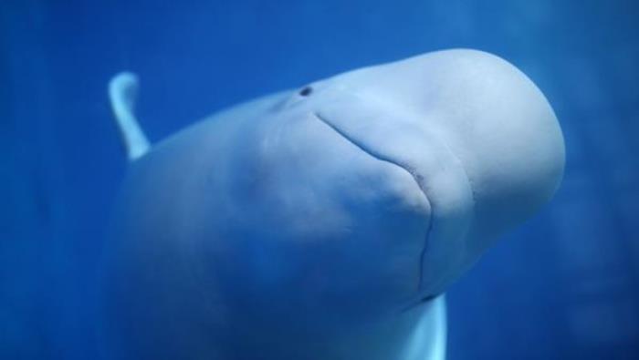 蓬萊海洋極地世界 蓬萊海洋極地世界