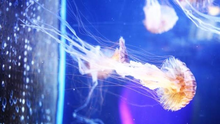 蓬萊海洋極地世界 蓬萊海洋極地世界