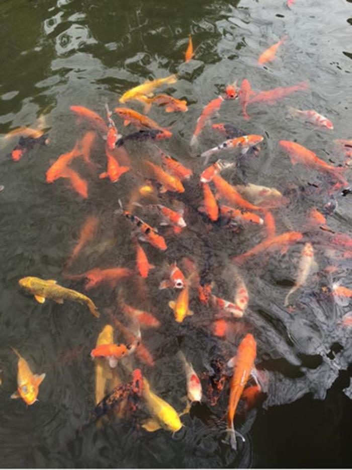 上海大觀園 上海大觀園