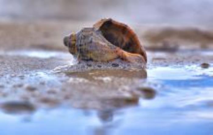 廈金灣趕海場福建景點 廈金灣趕海場福建景點