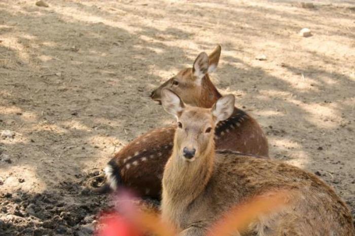 上海-大千天鵝湖莊園 上海-大千天鵝湖莊園