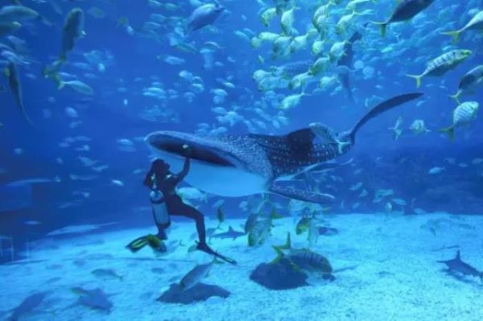 煙臺海昌鯨鯊海洋公園