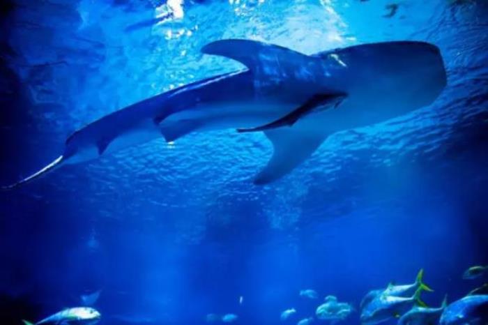 煙臺海昌鯨鯊海洋公園