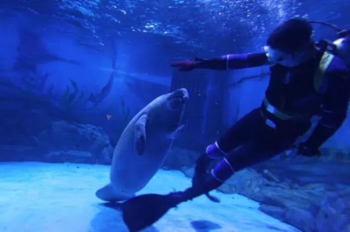 煙臺海昌鯨鯊海洋公園