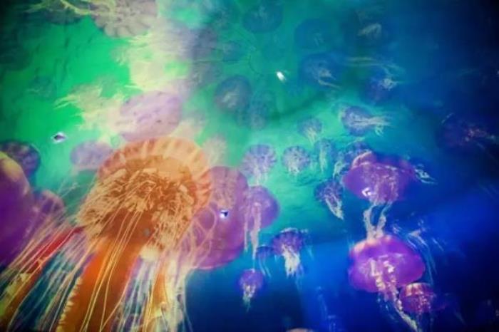 煙臺海昌鯨鯊海洋公園