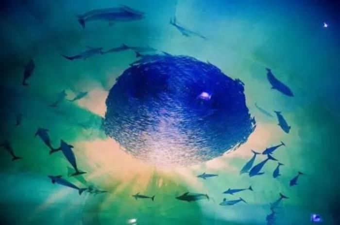 煙臺海昌鯨鯊海洋公園