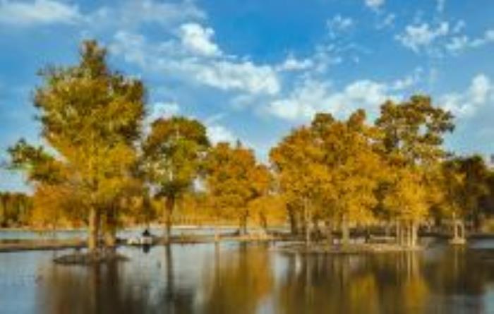 敦煌千年胡楊林風情園甘肅景點 敦煌千年胡楊林風情園甘肅景點