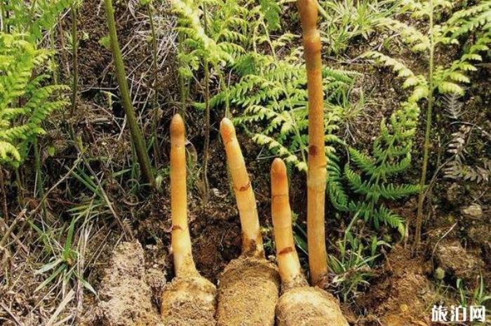 昭通小草壩風景區(qū) 昭通小草壩風景區(qū)