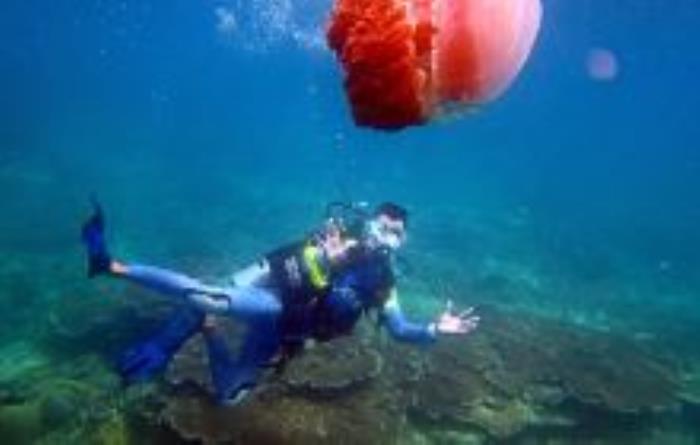 石梅灣加井島潛水基地海南景點