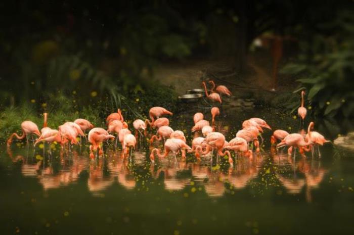 廣州動物園 廣州動物園