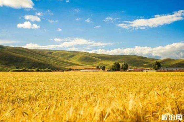 祁連山草原 祁連山草原