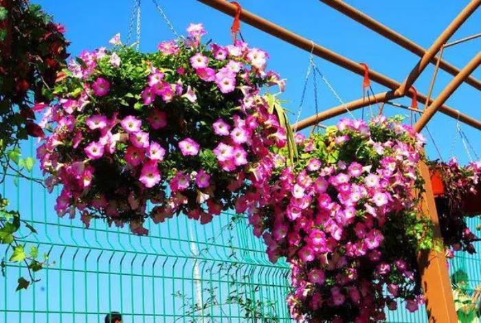 上海周浦花海生態園 上海周浦花海生態園