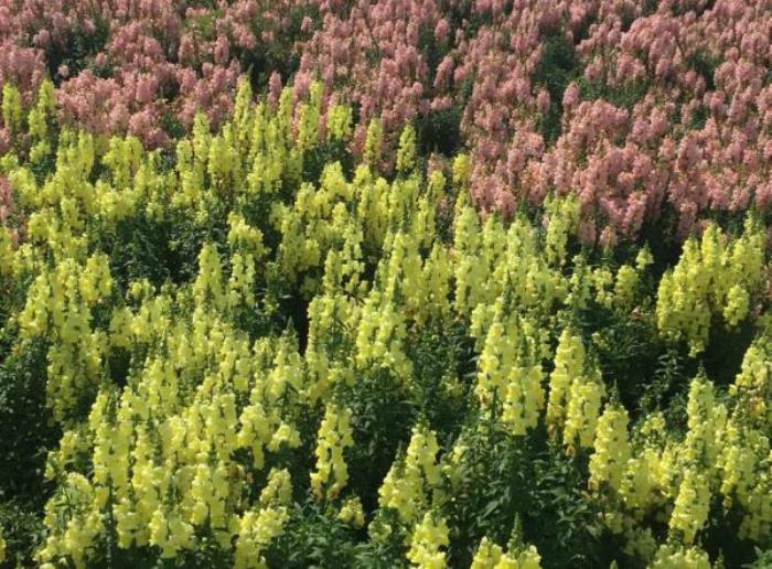 上海周浦花海生態園 上海周浦花海生態園