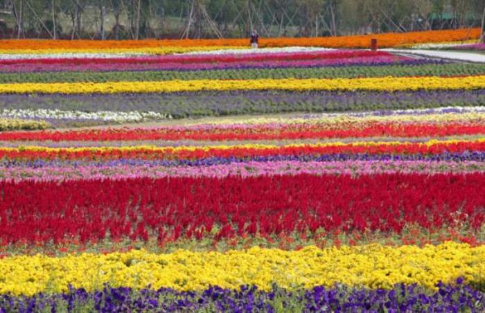 上海周浦花海生態園 上海周浦花海生態園