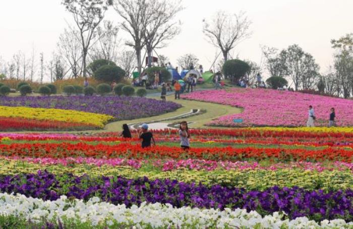 上海周浦花海生態園 上海周浦花海生態園