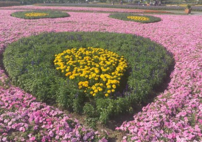 上海周浦花海生態園 上海周浦花海生態園