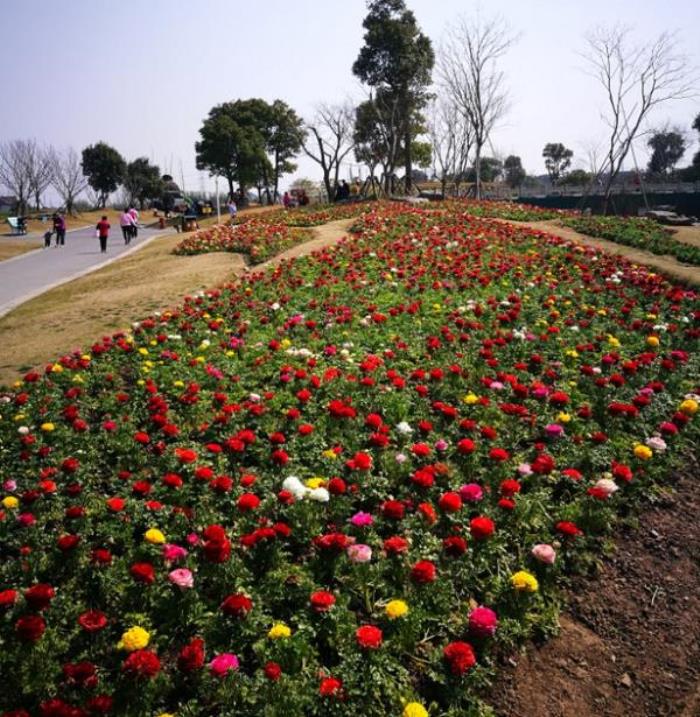 上海周浦花海生態園 上海周浦花海生態園