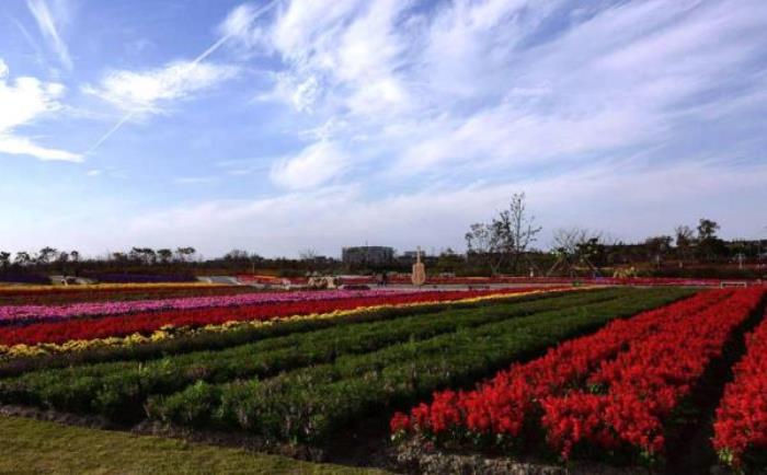 上海周浦花海生態園 上海周浦花海生態園