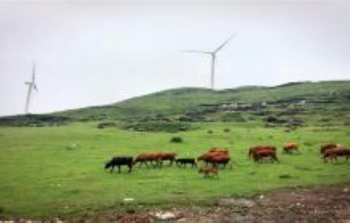 山花牛奶牧場貴州景點