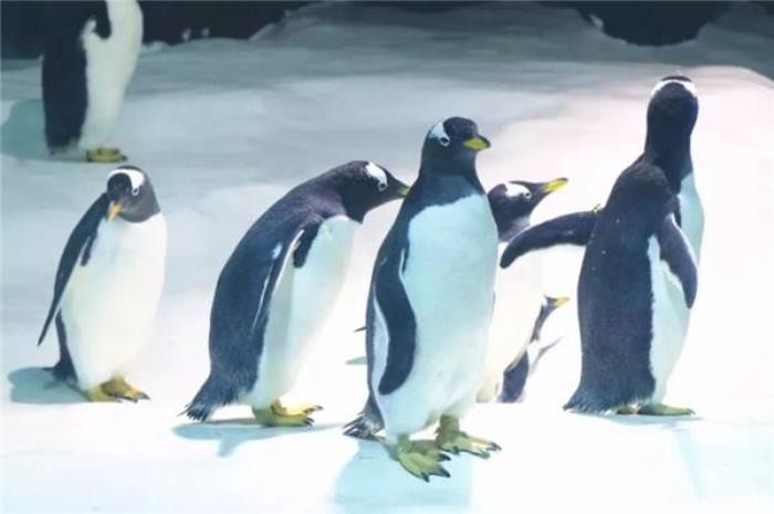 溫州極地海洋世界