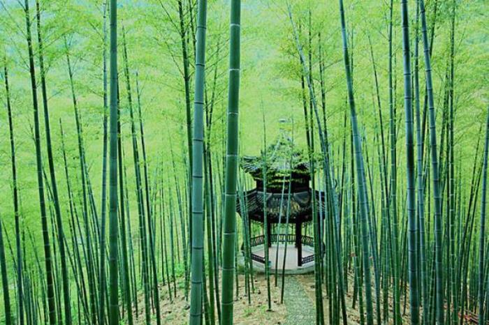 中國大竹海 中國大竹海