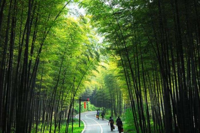 中國大竹海 中國大竹海