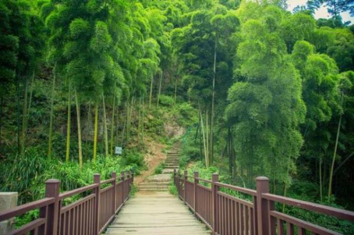 中國大竹海 中國大竹海