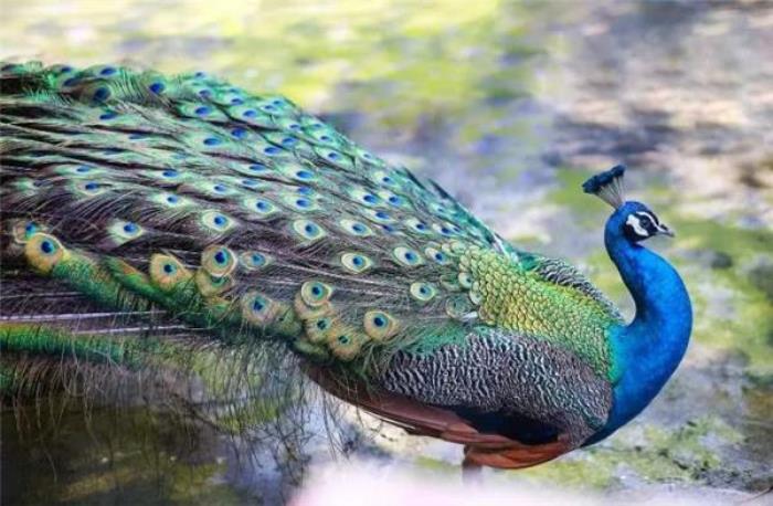 煙臺龍口動植物園 煙臺龍口動植物園