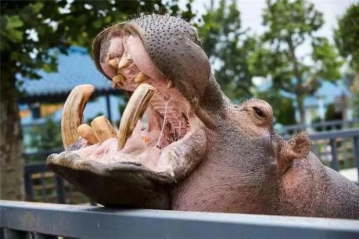 煙臺龍口動植物園 煙臺龍口動植物園