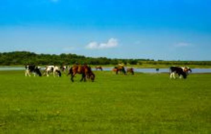 杜爾伯特草原黑龍江景點 杜爾伯特草原黑龍江景點