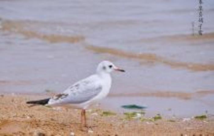 鴿子窩公園-觀景臺(tái)河北景點(diǎn)