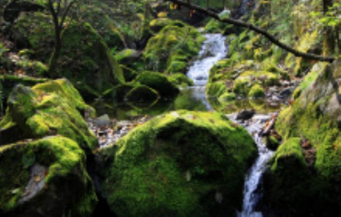 牛背梁自然保護(hù)區(qū)陜西景點(diǎn)