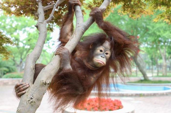 上海野生動物園 上海野生動物園