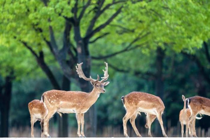 上海野生動物園 上海野生動物園
