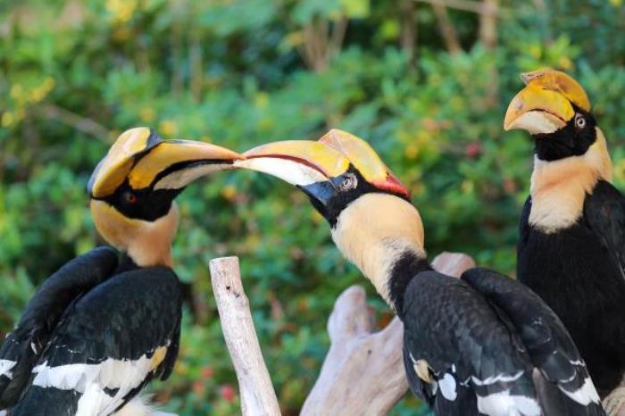 上海野生動物園 上海野生動物園