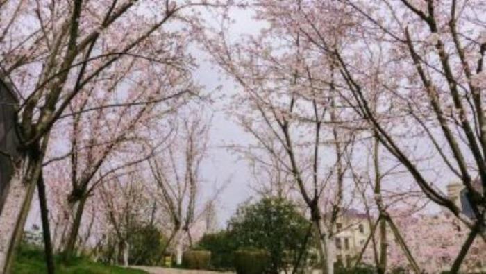 云瀾灣·四季花海樂園 云瀾灣·四季花海樂園