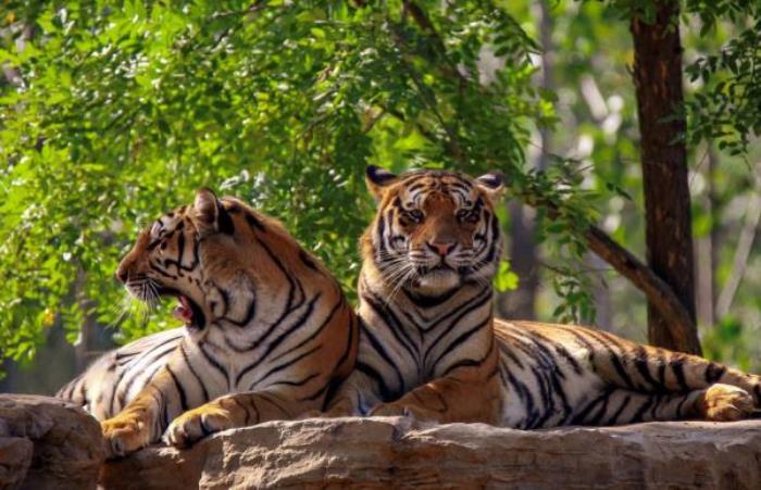 秦皇島野生動物園 秦皇島野生動物園