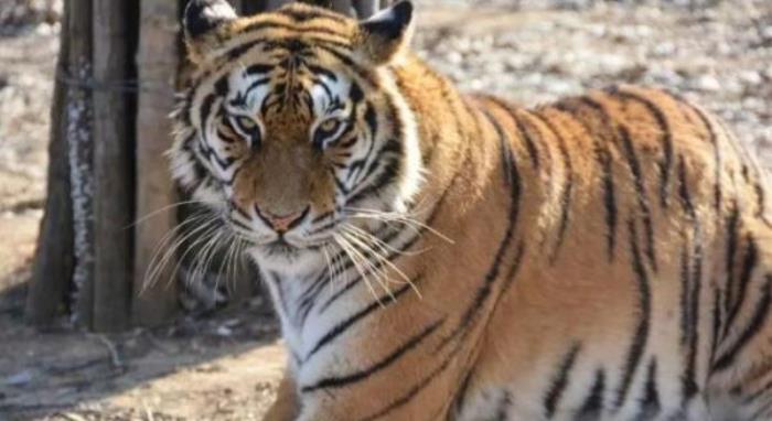 秦皇島野生動物園 秦皇島野生動物園