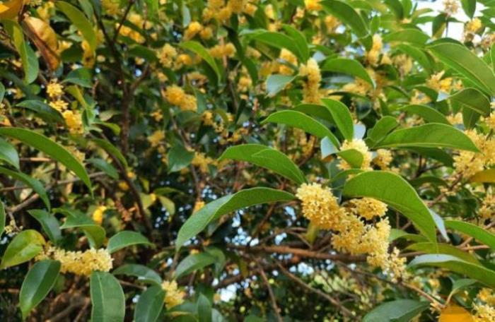 達人谷度假樂園