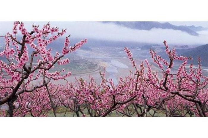 大同靈丘桃花山介紹