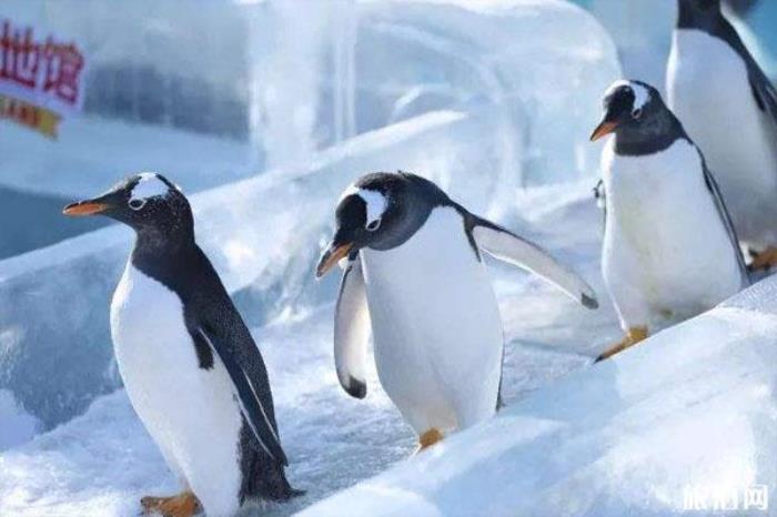 哈爾濱極地館景區(qū)介紹