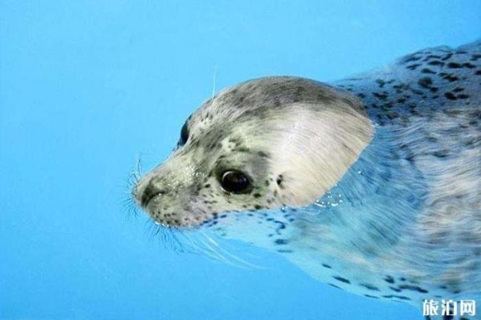 哈爾濱極地館景區(qū)介紹