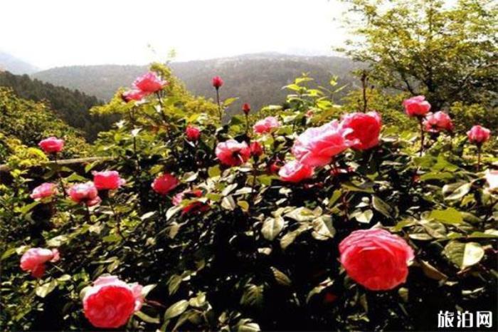 長治始祖百草堂介紹 長治始祖百草堂介紹