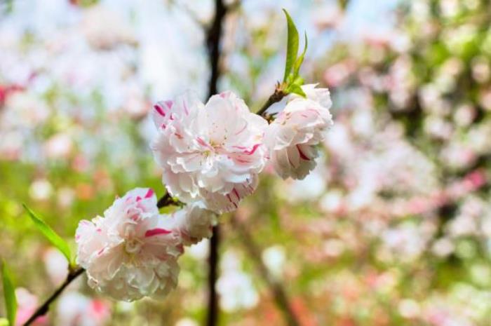 武漢植物園 武漢植物園