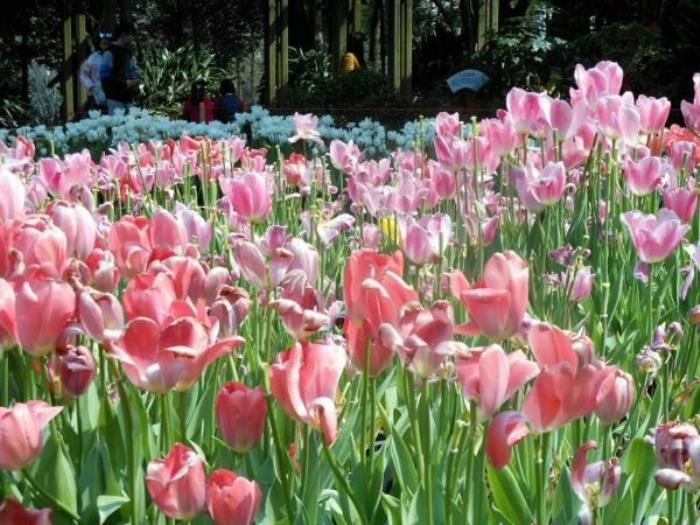 武漢植物園 武漢植物園