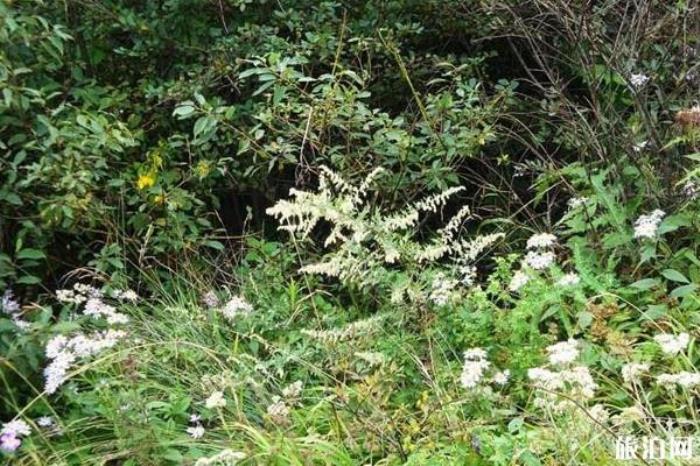 王順山國家森林公園 王順山國家森林公園