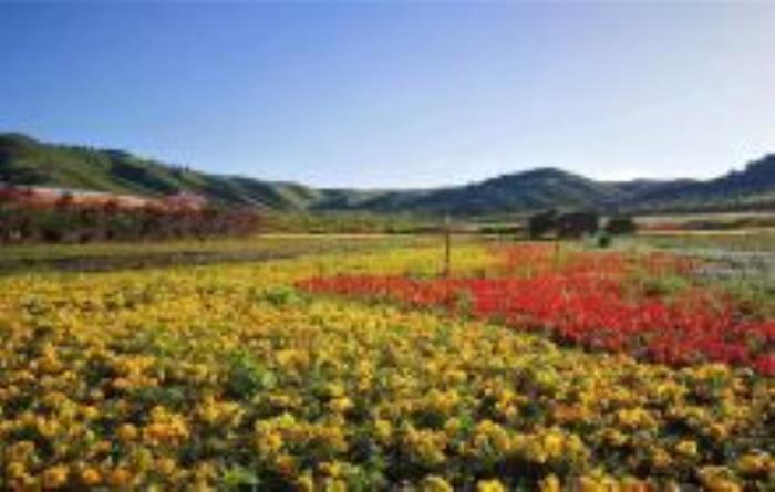 邊麻溝花海青海景點