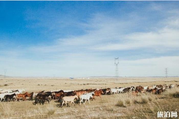 西烏珠穆沁草原