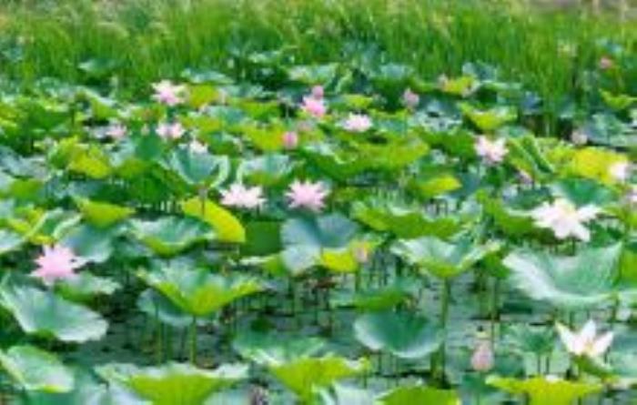 梅河口市長(zhǎng)白山植物園吉林景點(diǎn)